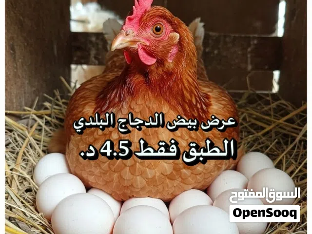 للبيع بيض بلدي طازج