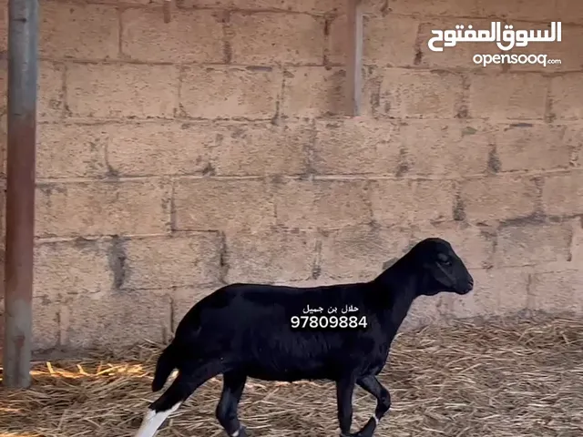 احمله أنثى صوماليه