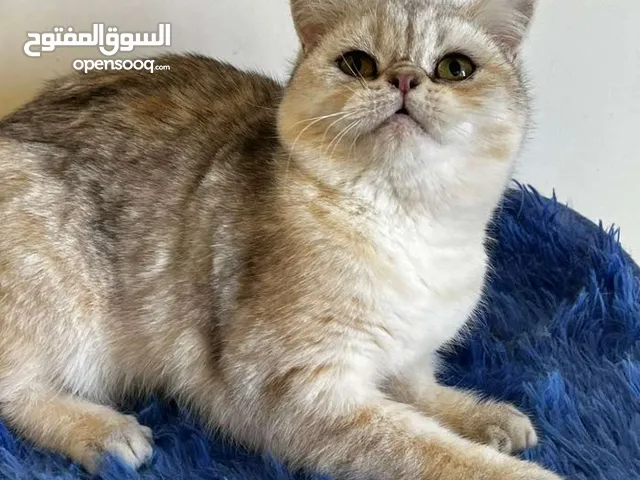 قطط بريتش ذكور واناث بلاك سلفر شايدد بيور