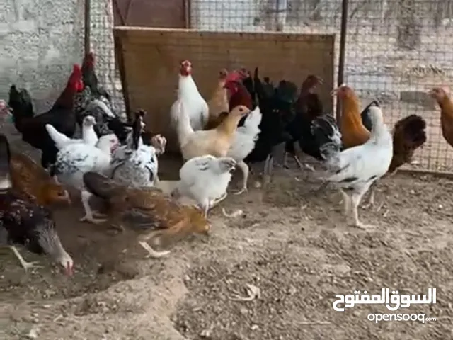 دجاج عماني محلي اللي يدور الزين أحجام كبيره