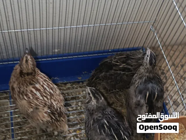 4 quails (adult)