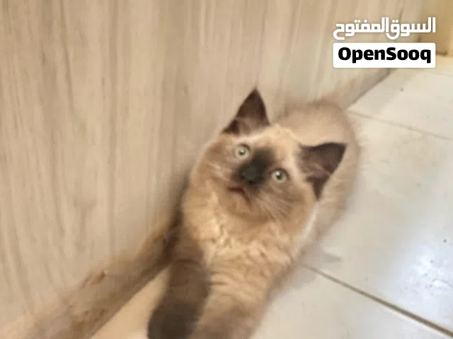 هملايا لعمر 75 يوم