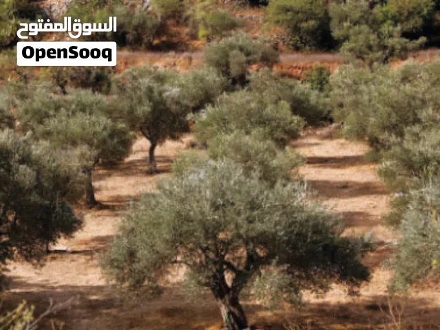 Farm Land for Sale in Tulkarm Beit Lid