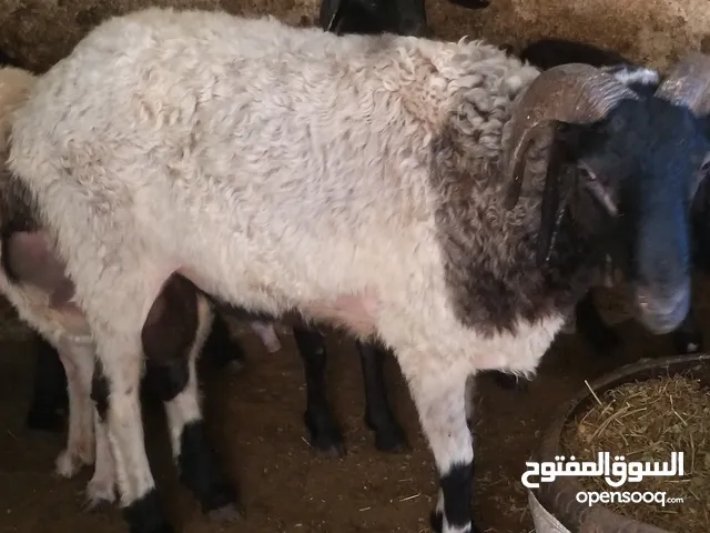 أضاحي العيد الكبير خرفان تربيه بيتي فعلا