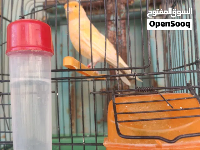 دكر كناري اوربي السعر ساوم  قريب يكمل غيار ريش
