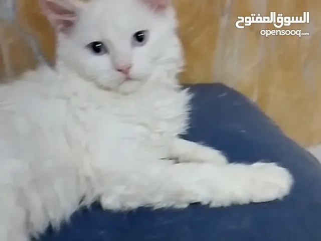 قطط شيرازي  حلوة