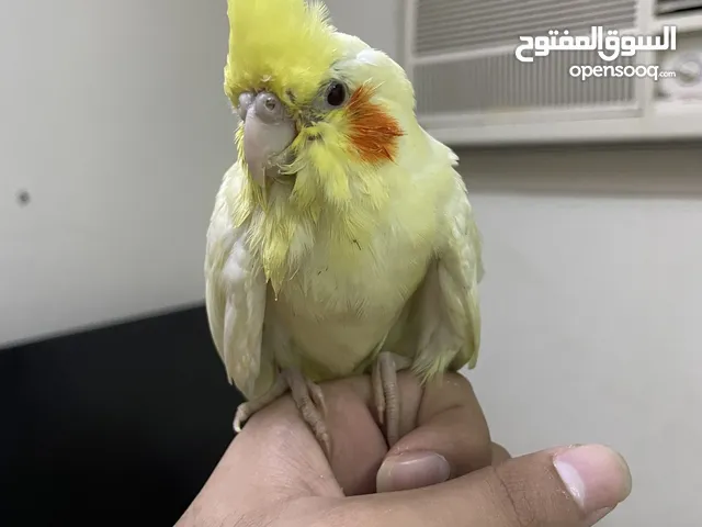 للبيع فرخ كوكتيل لاتينيو نهايه غر