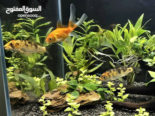 للبيع 3 اسماك قولد فش