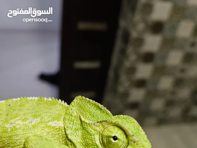 حرباء المحجبه على السوم