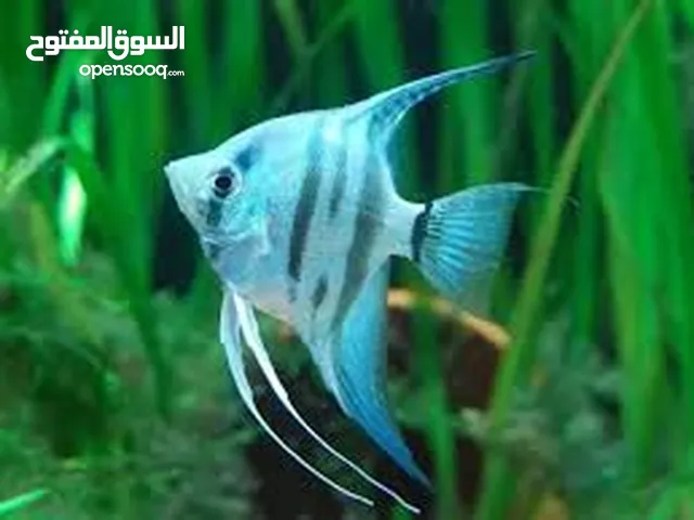 اسماك مثلثه توصيل فقط