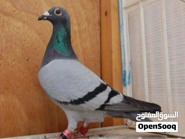 اريد زاجل مقلم نفس الي بلصوره شكد عندك اخذ شرط مزاويج