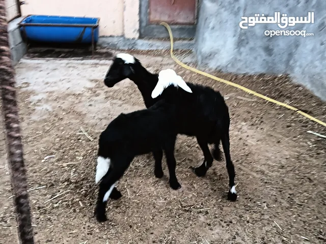 جاعده عمانيه تحتها حمله