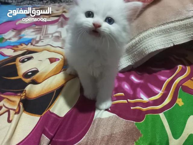 قطط للبيع في مصر : قطط صغيرة : قطط شيرازي : فرعوني : مع صور | السوق المفتوح