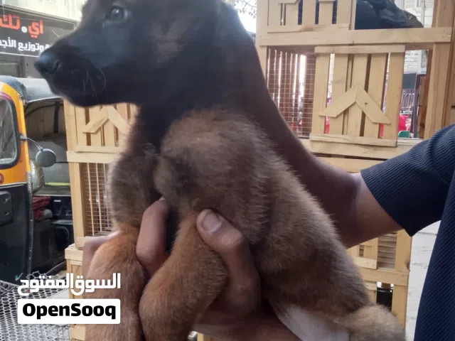 جراوي مالينو شاربوني بيور