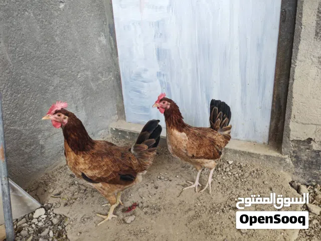 سيت كويتي تمري بياضات اول مبياض حجم الطير وسط لا ناعم ولا خشن