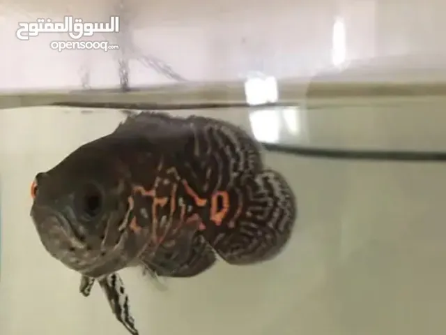 Oscar fish