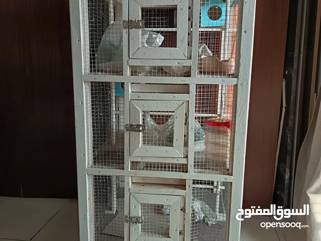 Birds Cage