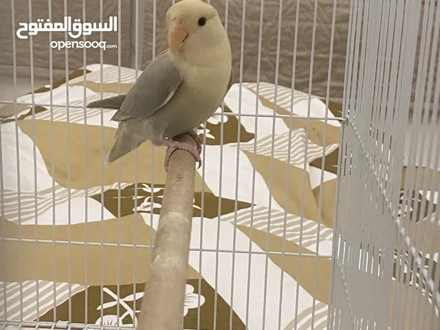 Lovebird for sale with cage