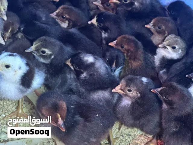 صيصان بلدي البزرة القديمة