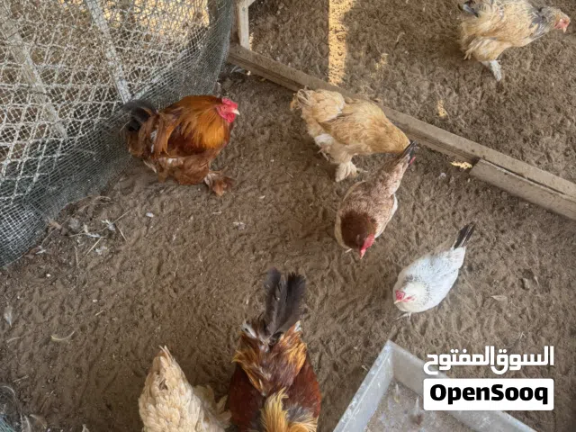 دجاج العملاق وديك العملاق