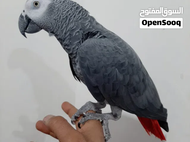 كاسكو افريقي سوبر دبل جامبو متكلم خير من الله