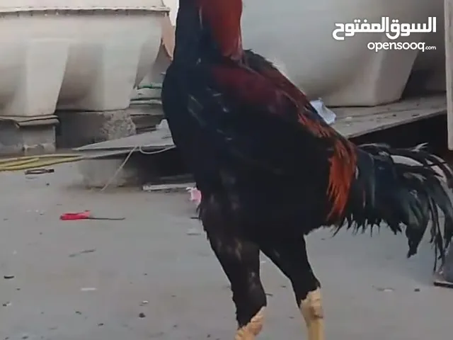 نوع شامو الألماني عمره سنة واحدة