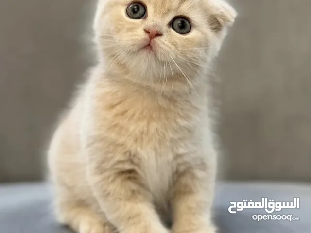 Scottish fold shorthair