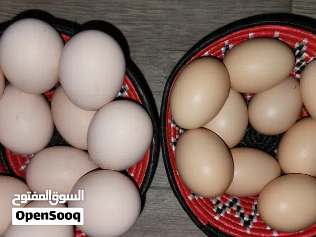 بيض دجاج براهما مخصب