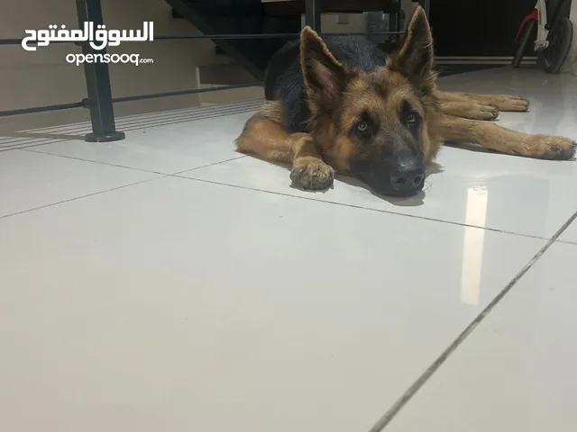 German shepherd