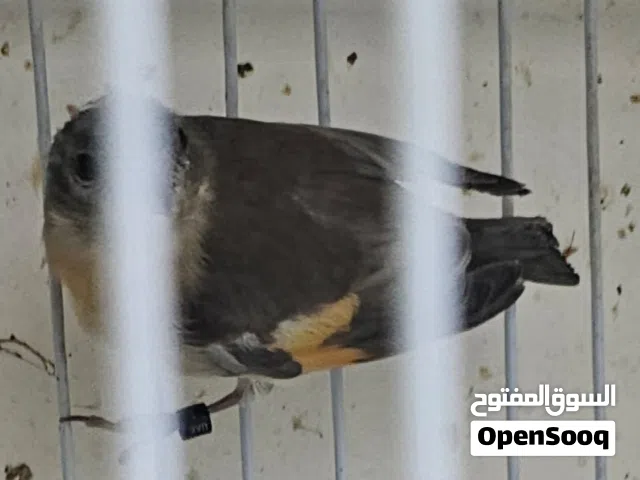 أزواج سسكن طفره دليوت وباستيل