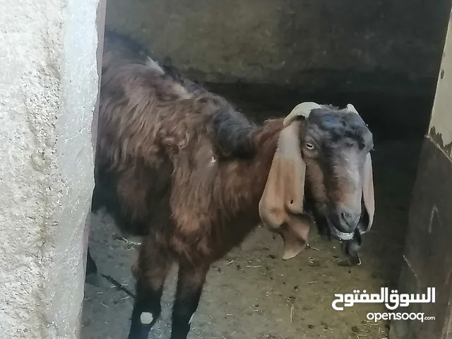 عنز جلد براسها...... السن صافه.... ماشاء الله عنها.... ديدها هشوش... تالي حليب.... شوف الفيد
