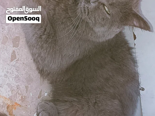 موجود قط بريطانيه