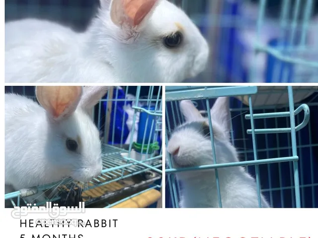 Adorable Bunny & Big Cage for Sale – Only 20 KD!