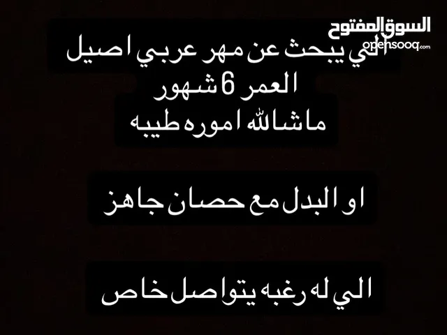 مهر عربي اصيل
