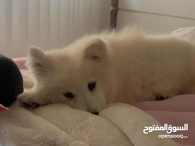 كلب للبيع لا يوجد مفاوضه