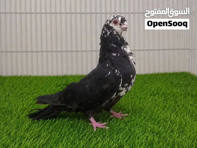 تم توفير كميه محدوده من الحمام الباكستاني و الزينه و يوجد 10 حبات باكستاني بسعر 200 درهم إماراتي