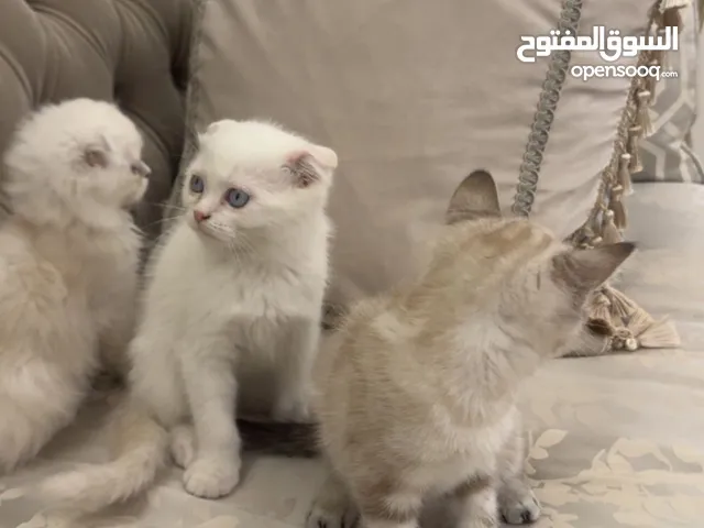Scottish fold