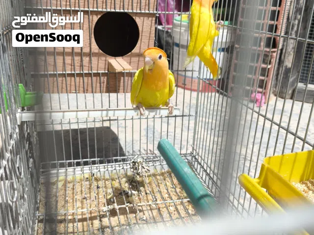 كوبيا بركديلو اورنج البيع تحته 5دحيت