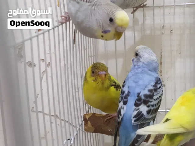 طيور بادجي للبيع