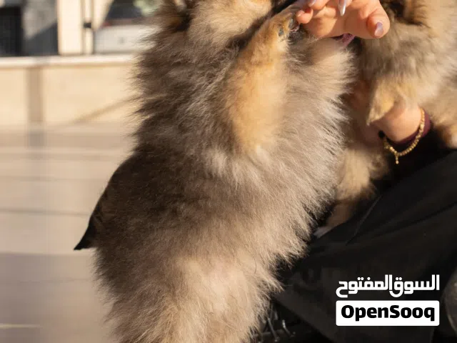 بوميرنيان مميز تيدي بير