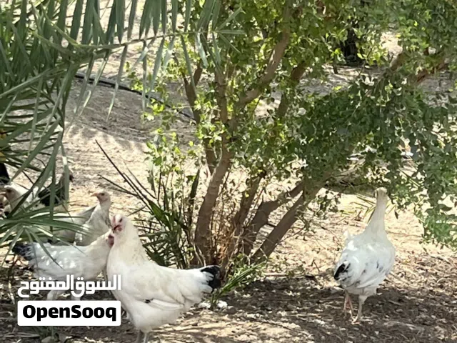 دجاج هجين فرنسي ممتاز جدنا اقرى الوصف
