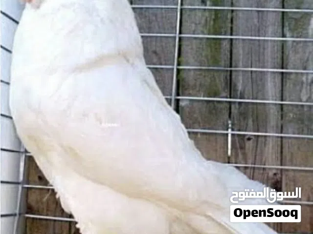 حمام مالطي وكنج خم كامل