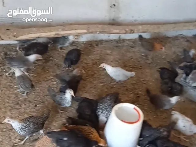 فلالس خليط حر عمر شهرين