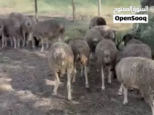 بيع الأغنام