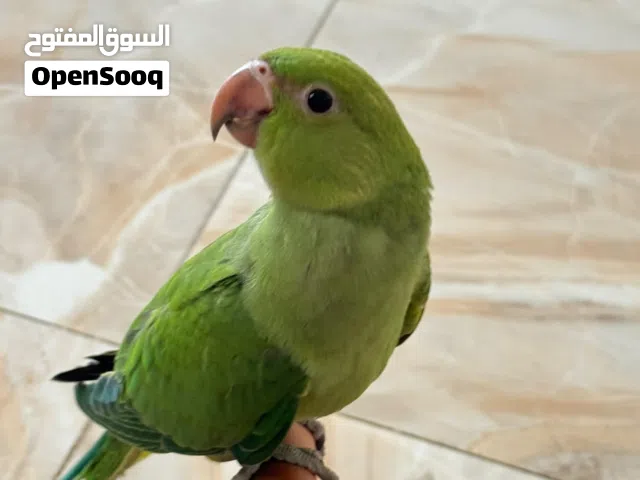 طير درة اليف كلش عمرة 4اشهر مفطوم هندي سعرة 175 نضيف وحلو