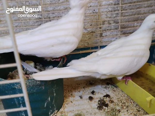 بسم الله ما شاء الله 19 جوز يا كريم للبيع او للبدل