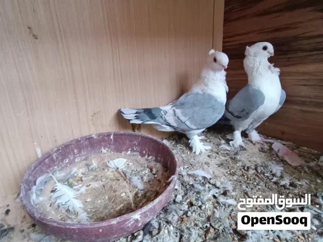 حمام اراج ستلايت رصاصي جاهزات