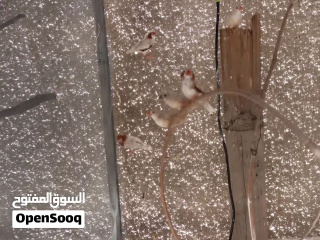 حيوانات للبيع