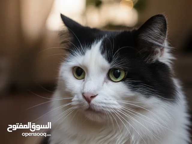 فرصة لامتلاك صديق مدى الحياة! قطةشيرازي رائعة تبحث عن منزلها الأبدي