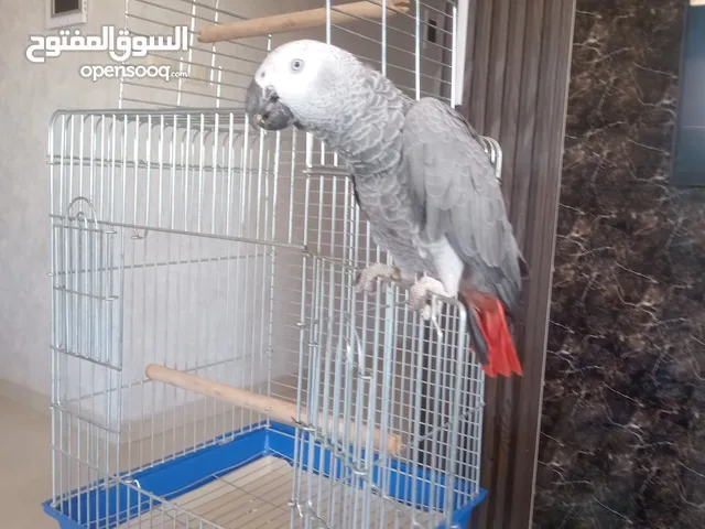 ببغاء للبيع العمر ينه وثلاثه اشهر حجم جامبو مقصوص الجناح
